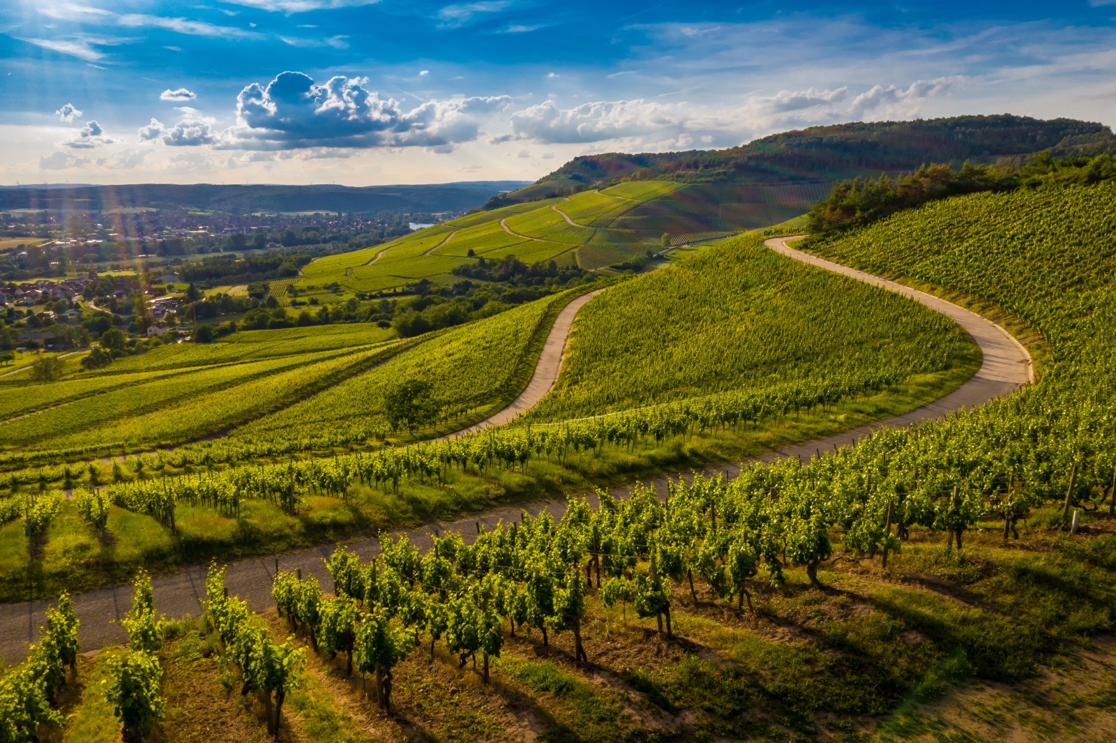 Cape Winelands vineyard landscape
